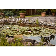 Miniteich anlegen: DIY-Anleitung für den Garten